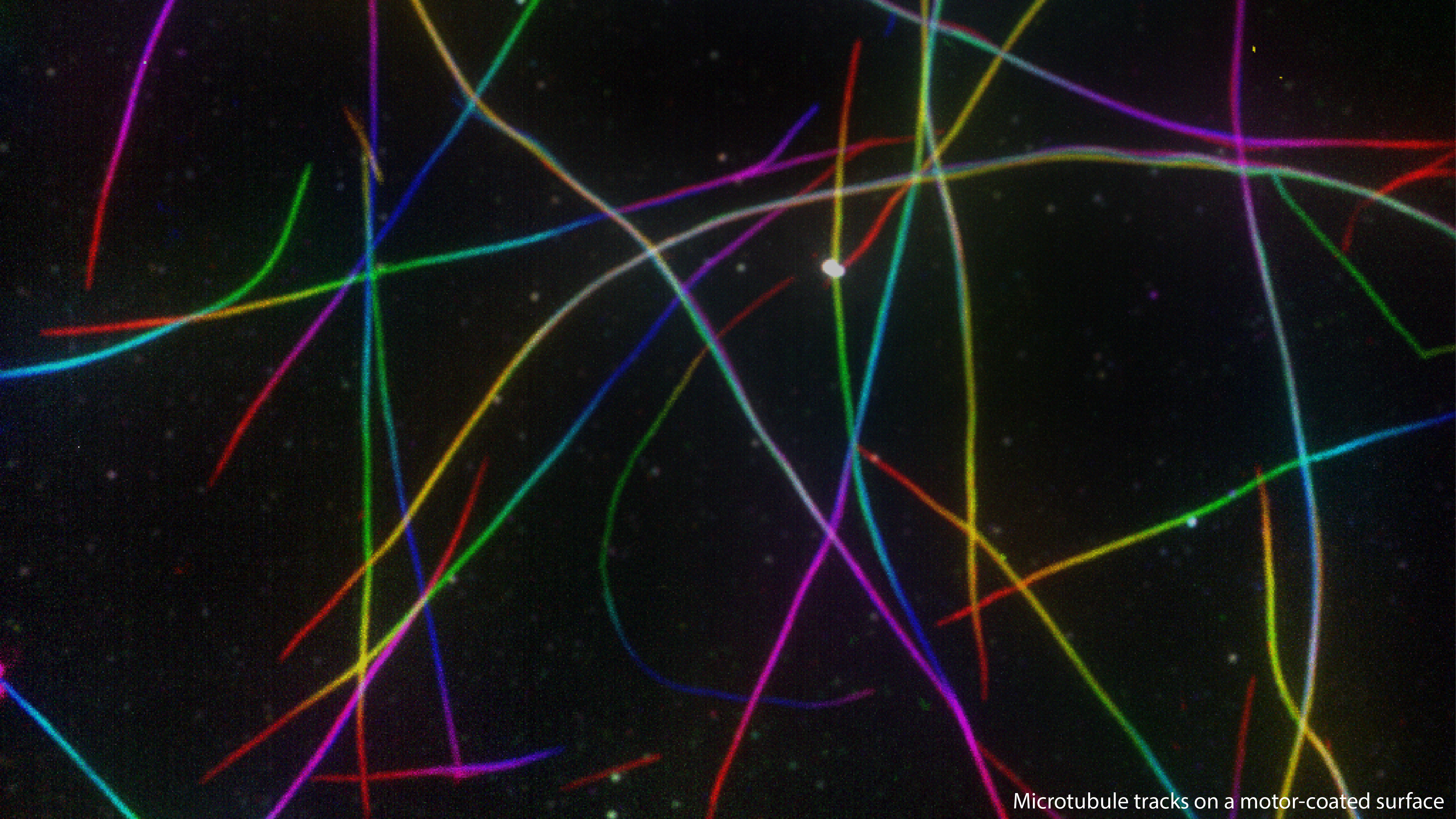microtubule tracks 