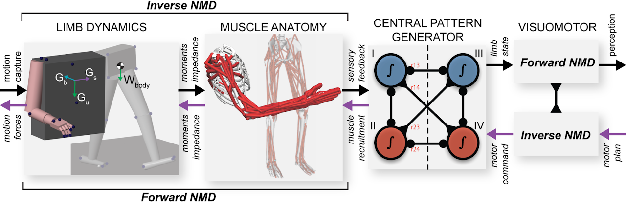 Inverse NMD and Forward NMD showing limb dynamics and Muscle Anatomy.
